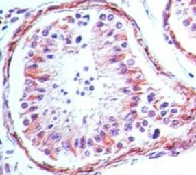 产品细节图片14