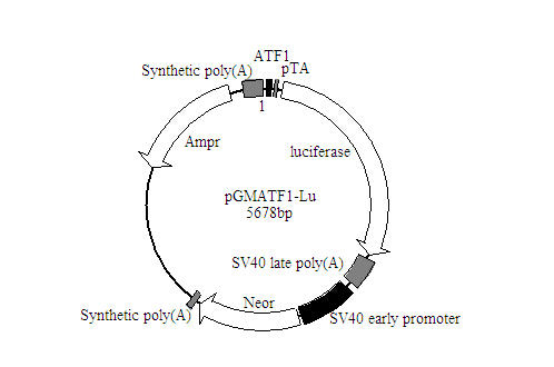 AP-1-Luc荧光素酶报告基因质粒