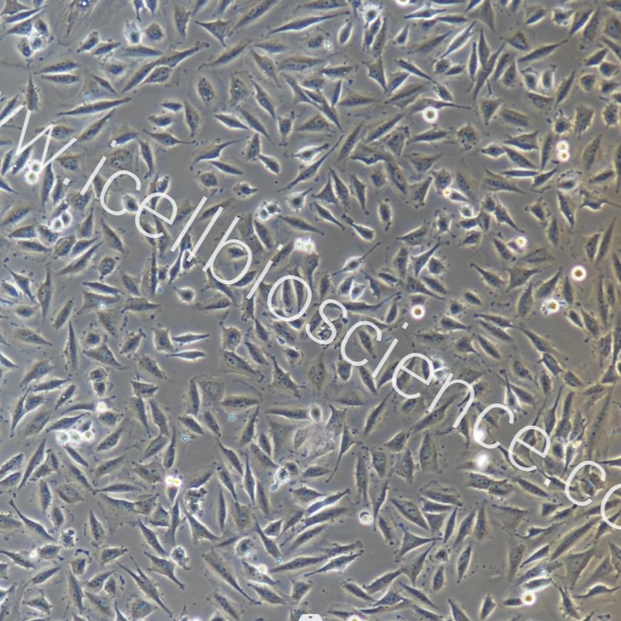 LN-229+luc 人胶质瘤细胞稳定表达荧光素酶/镜像绮点（Cellverse）