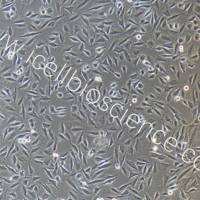 LN-229+luc 人胶质瘤细胞稳定表达荧光素酶/镜像绮点（Cellverse）