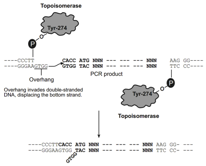 pcDNA5/FRT/V5-His-TOPO