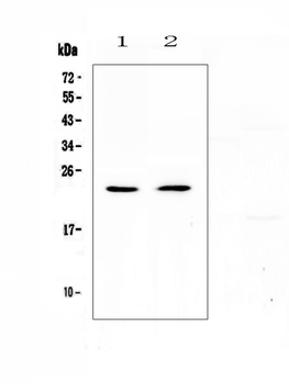 FNDC5 Antibody 抗体，orb443111，Bi