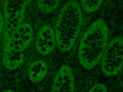 FITC标记的羊抗小鼠IgG