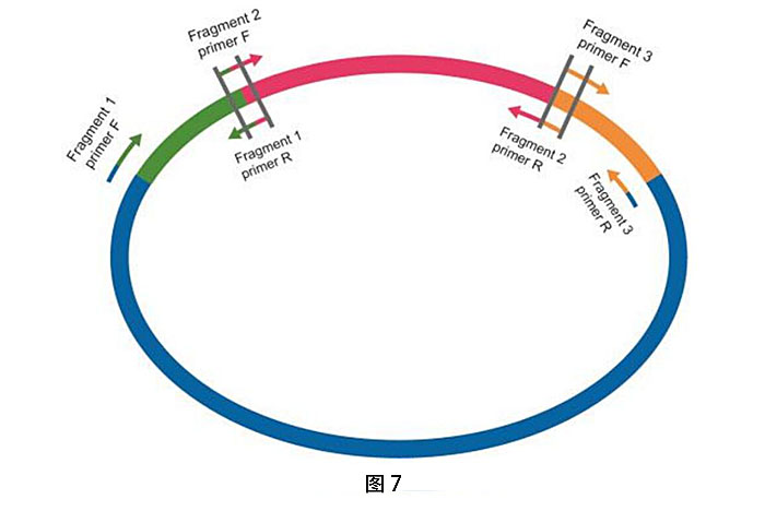 多个插入片段的引物设计