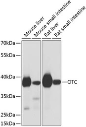 OTC antibody
