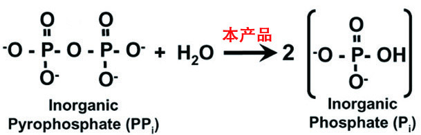 无机焦磷酸酶催化无机焦磷酸盐水解生成*磷酸盐反应原理图