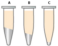 全能核酸酶实例4