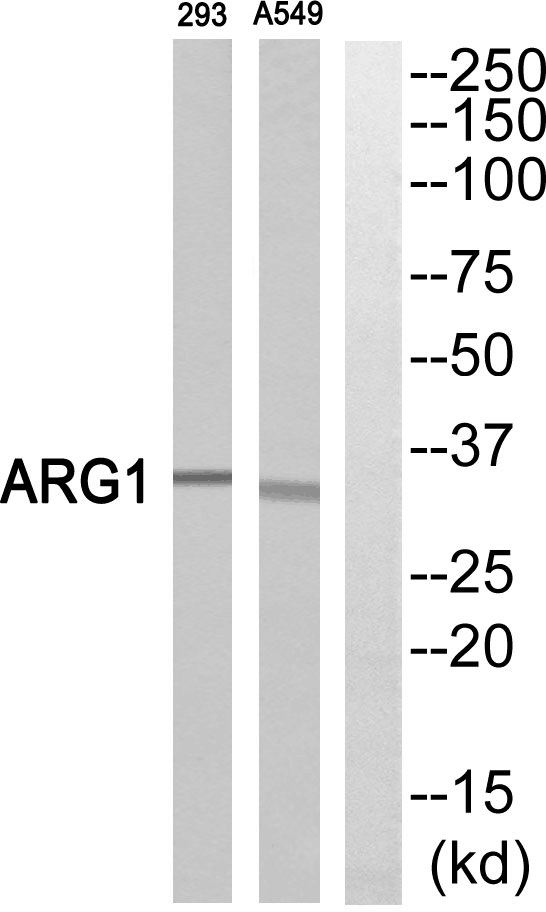 ARG1 Antibody