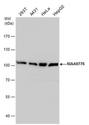 KIAA0776 antibody