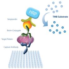 睾酮(T)ELISA试剂盒货到付款