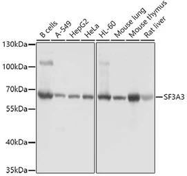 SF3A3 antibody