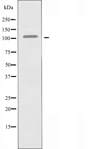FCRL5 Antibody