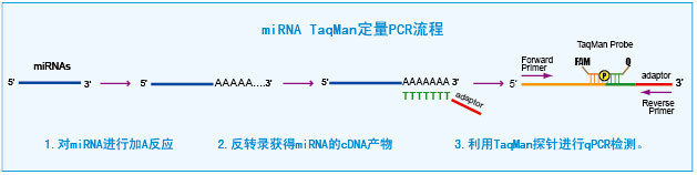TaqMan microRNA定量PCR试剂盒原理图