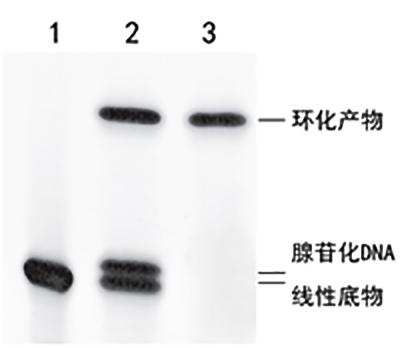 单链DNA/RNA环化连接酶应用实例