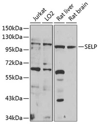 CD62P antibody