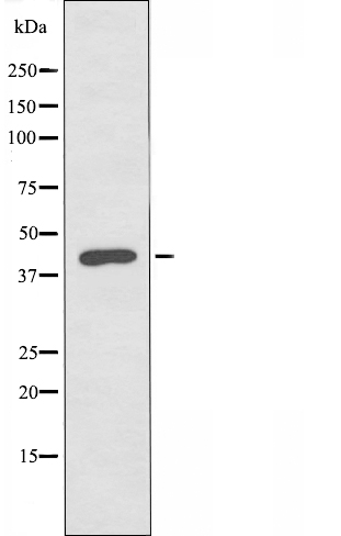 PA2G4 Antibody