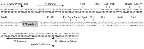 一站式TA克隆试剂盒载体MCS位点