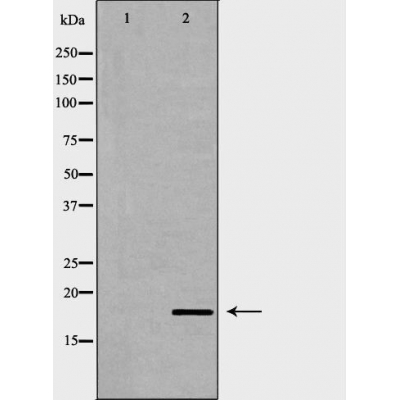 ISG15 Antibody