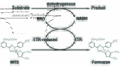 MTS能被活细胞里的线粒体脱氢酶降解而产生棕黄色水溶性的甲臜原理