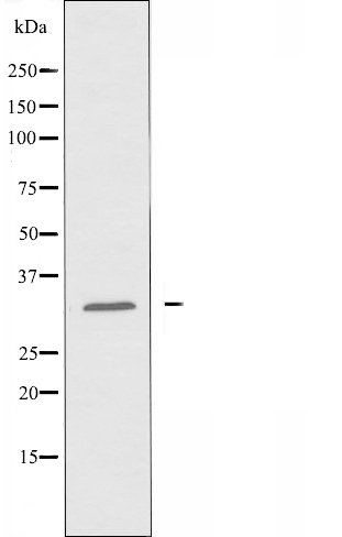 OR10T2 Antibody