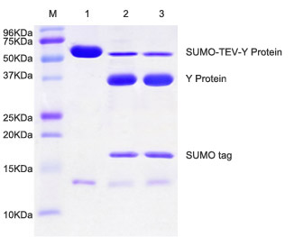 TEV蛋白酶应用实例