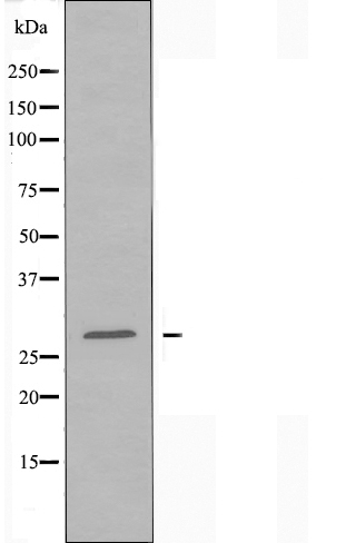 MYF5 Antibody