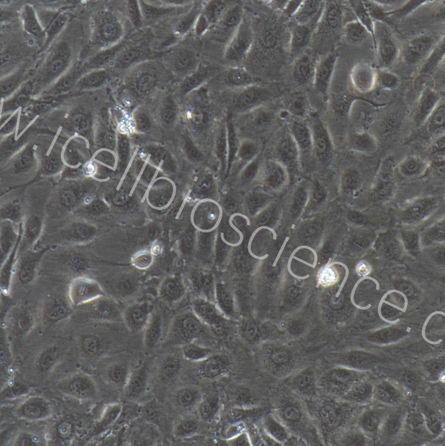 大鼠子宫微血管内皮细胞/免疫荧光鉴定/镜像绮点（Cellverse）
