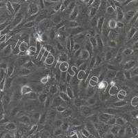 大鼠子宫微血管内皮细胞/免疫荧光鉴定/镜像绮点(Cellverse)