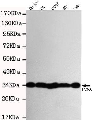 PCNA Mouse mAb