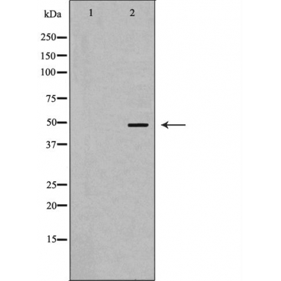 SCRN2 Antibody