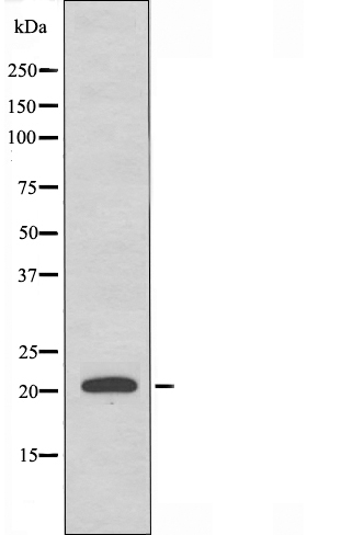MRPL35 Antibody