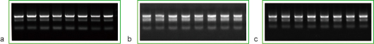 RNA极速提取试剂盒(5分钟)应用实例