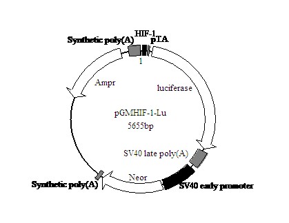 HIF-1-Luc荧光素酶报告基因质粒