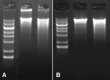 phi29 DNA 聚合酶应用实例