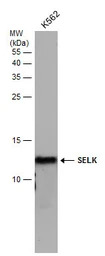 SELK antibody