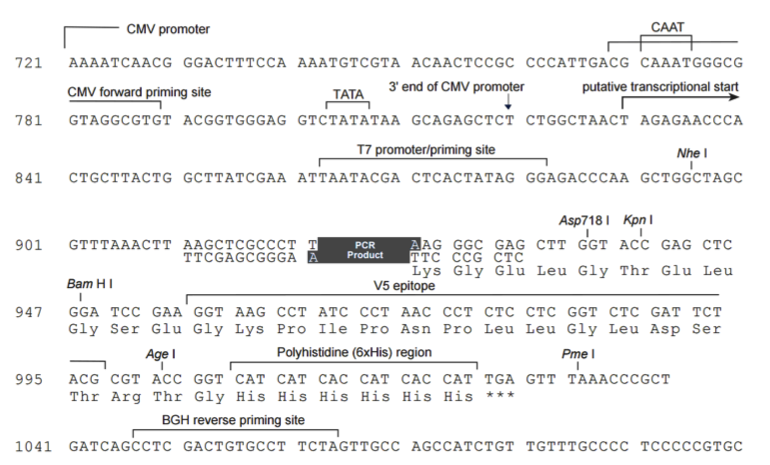 pcDNA5/FRT/V5-His-TOPO