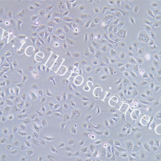 HSC-3 人口腔鳞状细胞癌细胞/STR鉴定/镜像绮点（Cellverse）