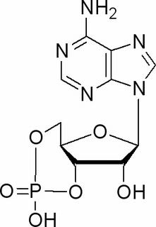 环磷酸腺苷(60-92-4)分析标准品,HPLC≥98%