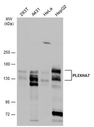 PLEKHA7 antibody