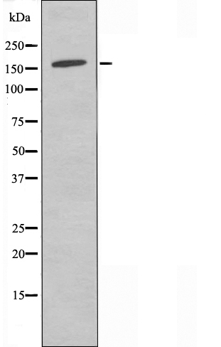 GPR158 Antibody