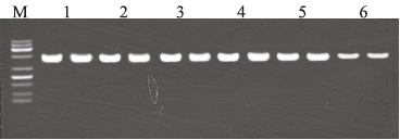 2×RoomTop Taq PCR MasterMix