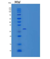 小鼠同源盒蛋白Hox-B4/HOXB4/HOX-2F重组蛋白