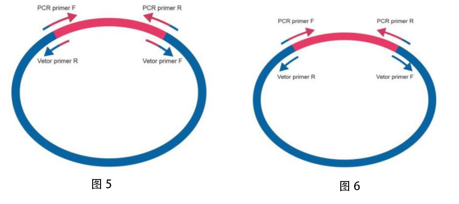 线性化载体由PCR扩增获得