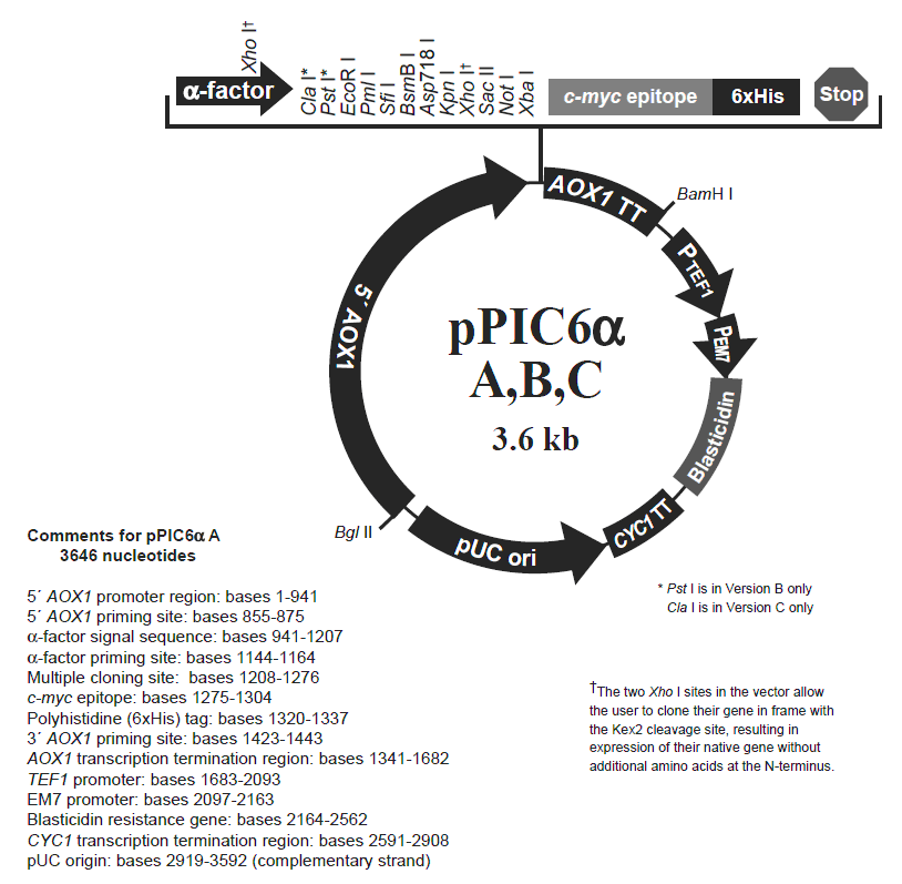 pPIC6αC载体图谱