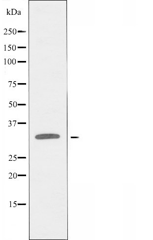 OR10AG1 Antibody