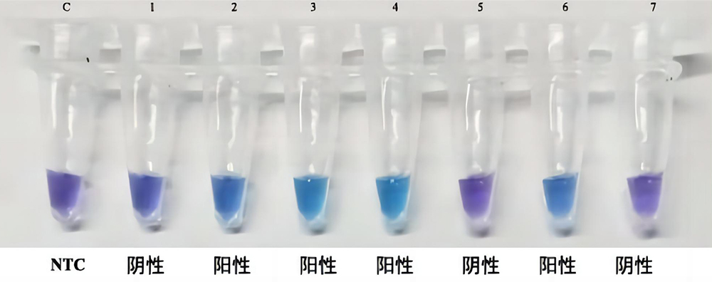 LAMP试剂盒(含染料)应用实例