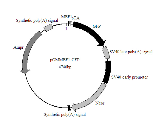 MEF1-GFP报告基因质粒