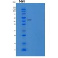 小鼠Fms样酪氨酸激酶3配体/FLT3LG重组蛋白C-Fc