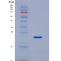 小鼠白血病抑制因子(LIF)重组蛋白