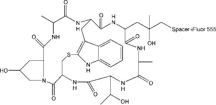 iFluor 555标记鬼笔环肽(橘色)